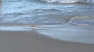 Bird in the surf 2
