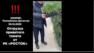 Рассада Росток в Дагестан (20.12.22)