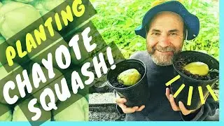 How to Grow CHAYOTE SQUASH From SUPERMARKET