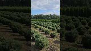 сосна Горная гном 
