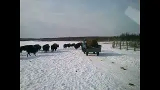 Север Якутии, зимник