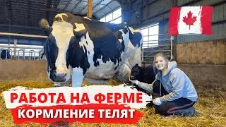 Работа на ферме в Канаде. Кормление телят