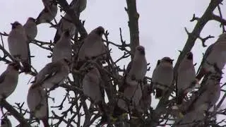 When the number of waxwings per cubic meter goes off scale