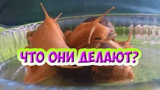 Странное поведение улиток ахатина, что они делают?