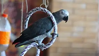 ✅ ЛЮБИМАЯ ИГРУШКА 🔥 ЖАКО ПЕТРУНЯ 🐦FUNNY PARROT ZHAKO PETRUNYA