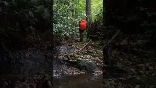 Getting lost in Istranca Forest