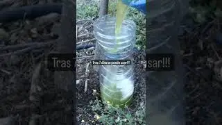 Aplica y este ABONO a tus PLANTAS y mira que pasa!! 🚀 