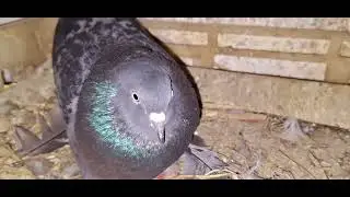 Голуби И.Т. Луганск.