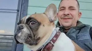 Французский бульдог Варя отдыхает на даче