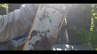Что с мёдом в основных рабочих пчелосемьях? Беларусь и пчеловодство