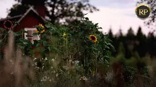 Relaxing Music, Rural Countryside for Stress Relief, Meditation, Study, Soft Classical Piano Music