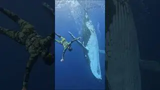 When you see this- there is a whale party below! #freediving #humpbackwhale #freediver