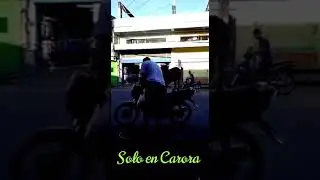 Cabra Inteligente En Carora, Estado Lara, Venezuela.