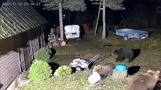Kolm karu hoovis