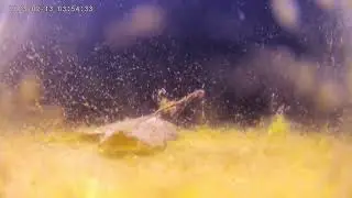 New Discovery in Greene County New York Plankton hatching in time-lapse video