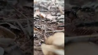 🐜 Hormigas Matabele en acción