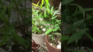 #nearharvest#ginger#tomato#asmr#shorts