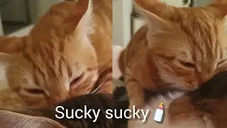 Cute kitty looking for milk in wrong place