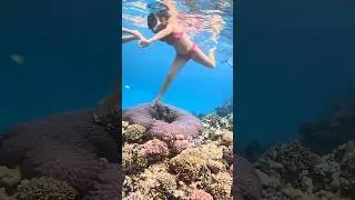 Egypt Red sea Египет Красное море ☀️🏖️🐟 #travelvlog #shorts #vacation