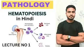 Hematopoiesis || erythropoiesis ||blood formation ||bone marrow examination  ||site of hematopoiesis