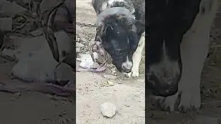 АЛАБАЙ ЧИСТО КРОВИ. ТАЗА ҚАНДЫ