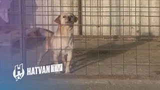 Ivartalanítással csökkenthető a kóbor kutyák száma