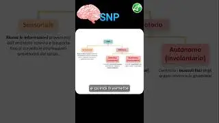 Organizzazione del Sistema Nervoso