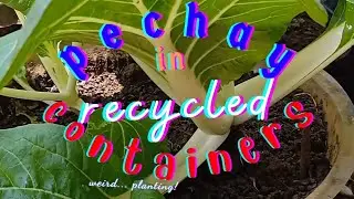Pechay In Recycled Containers   | @aspiringfarmgirl7970  | @With.jen22 | @tinderangtahimik7420