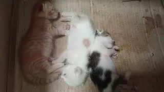 Cute Fat Kitten #viral #adorablecat #cutecats