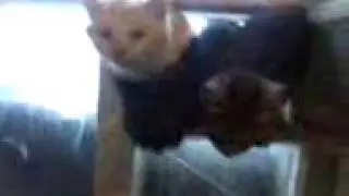 Коты атакуют. Смешное Видео про котов. Cats attack. Funny video about cats.