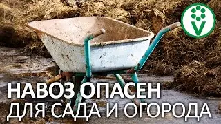 НАВОЗ НАВРЕДИТ ВАШИМ ПОСАДКАМ, или все-таки не навредит? Плюсы и минусы навоза и куриного помета