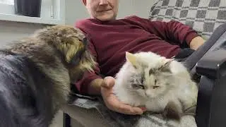 Борьба за хозяйскую любовь. Животные облепили)))