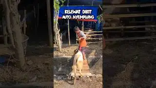 Narik kambing ternyata berat gaes | #komedi #hiburan #kambing