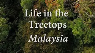 Life in the Treetops - Malaysia