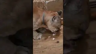 Ищем путь спасения пумы 😿