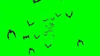 Birds flying | green screen effect | free download | primer pro | kinemaser | after effect | Photosh