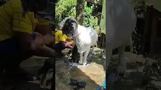 Boer Goat ✓ The Goat Master Farm ✓ Full Blood Line ✓ Boer In Srilanka