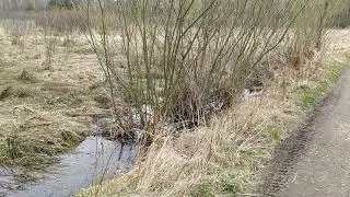 Relaxing walking in the forest