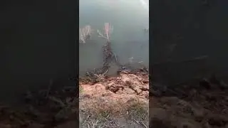 р. Иртыш, с. Чернорецк половодье в мае 2020