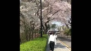 Cherry blossom near Namsan tower| beautiful cherry blossom
