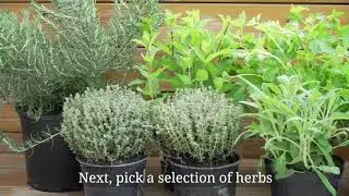 How to grow your own herb garden