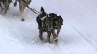 Iditarod 2011-Corral Hill---Jessie Royer