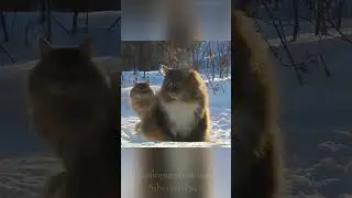Лапочка и Ко Сибирские кошки Архив Старая Гвардия 