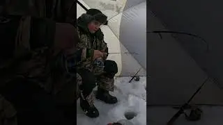 Не дают чаю попить  Рыбалка