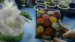 🌼Посадка клубней ранункулюса. Это очень просто ! Игры с цветами🌼 🌱
