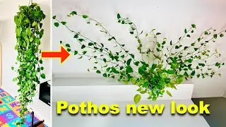 Pothos plant transformation idea