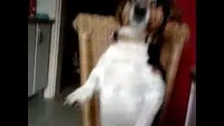 Snoopy Singing Jack Russel Terrier
