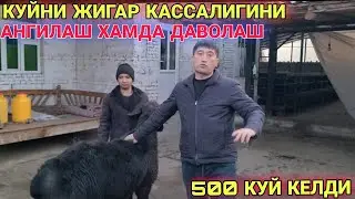 КУЙ БОКИШ УСЛУБИ ЖИГАР КАСАЛЛИГИНИ АНИГЛАШ