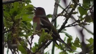Наблюдение за птицами Зяблик Birdwatching Chaffinch