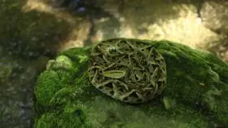 Bothrops asper